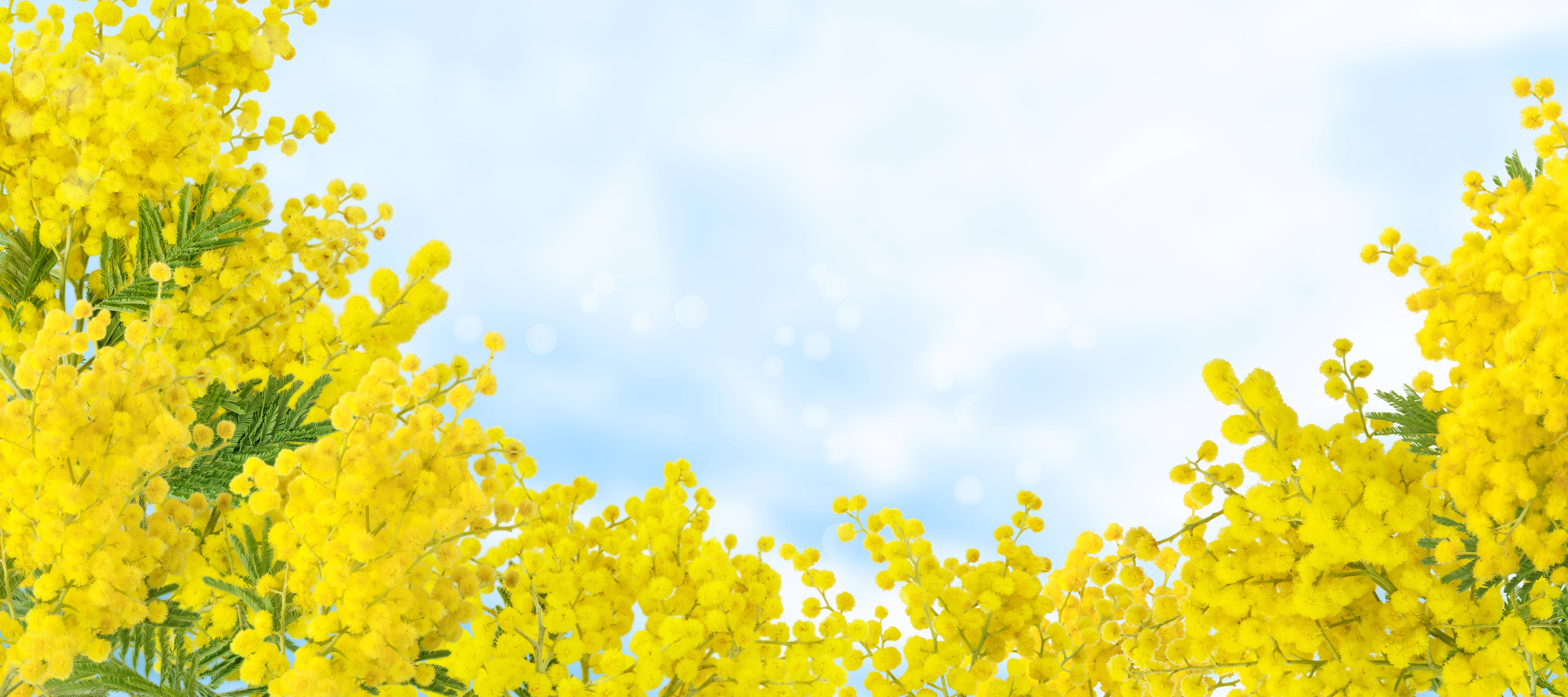 Mimosa Flowers on Blue Sky